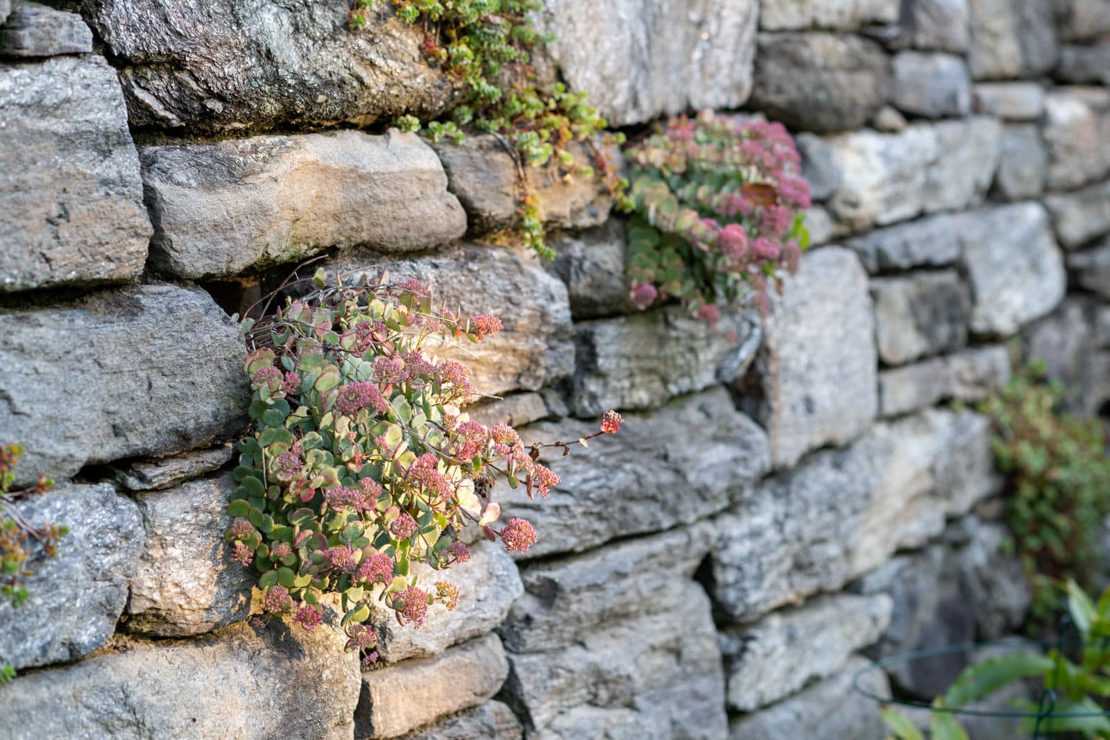 Chestnut Hill Estate