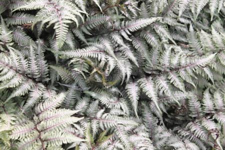 Landscape Spotlight: Japanese Painted Fern, ‘Athyrium nipnicum var ...