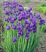siberien iris