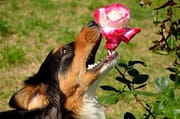 dog eating rose