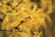 forsythia-forced branches-landscape designer--LeHigh Valley-Bucks County