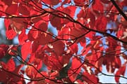 dogwood autumn leaves