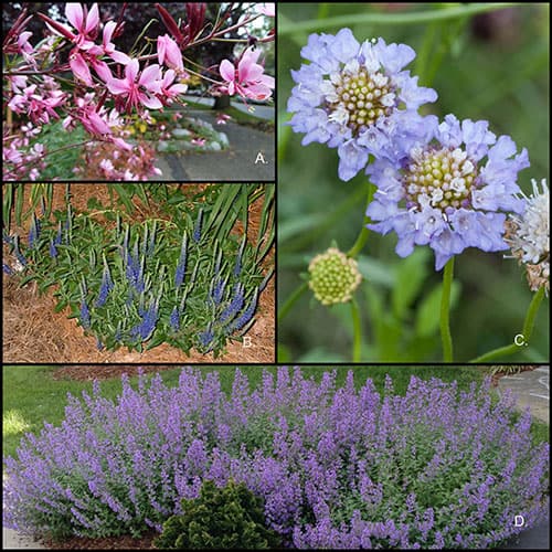perennials-gardening-landscape design