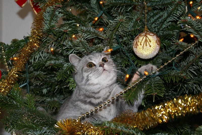 Cats wrecking christmas top tree