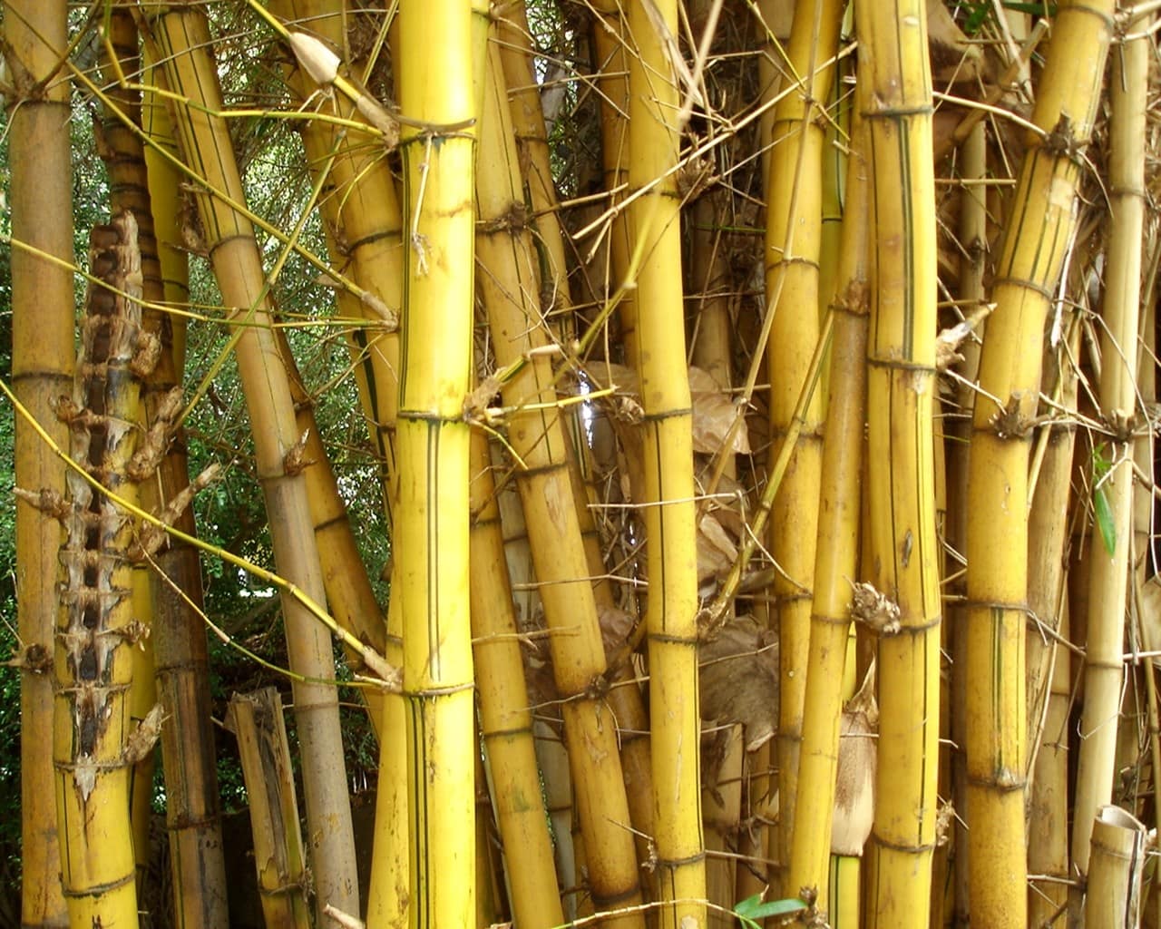 Top 5 Examples of What Not to Plant in your Backyard « MasterPLAN