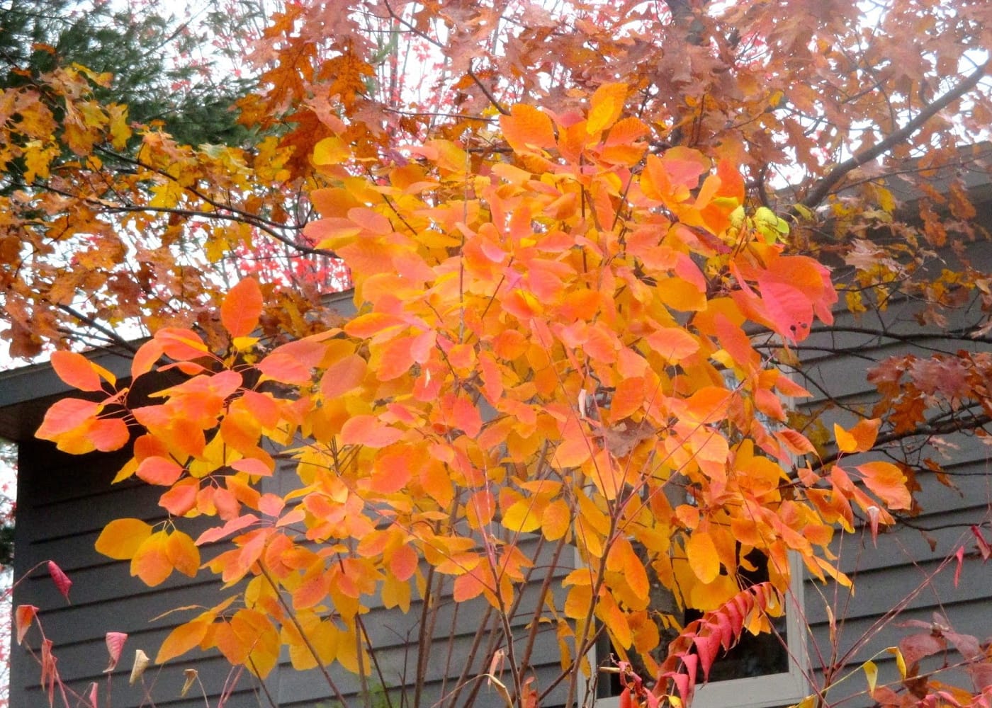 Smokebush fall leaves