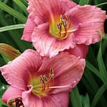 Daylily 'Rosy Returns'