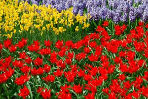 daffodils-21661_1280
