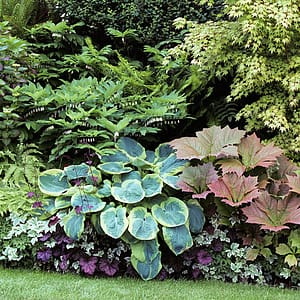 Guide: Foliage border; Apr'13; border at home garden of Stacie Crooks