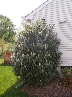 Cherry Laurel