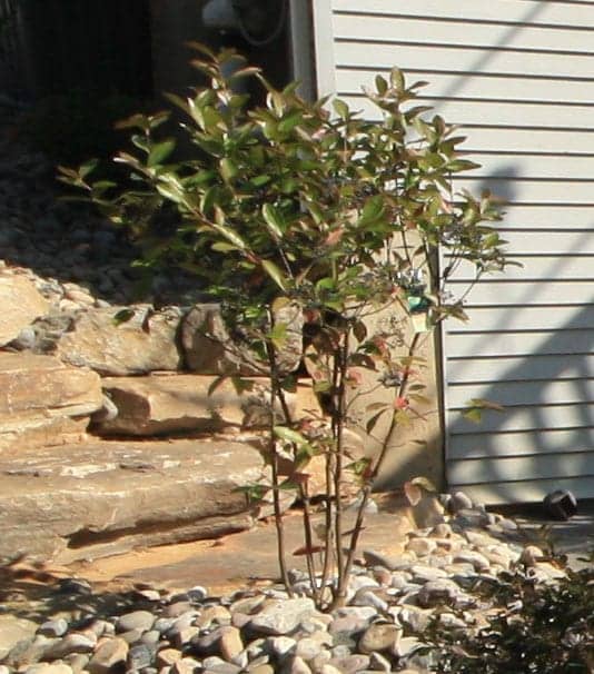 Viburnum Shrub