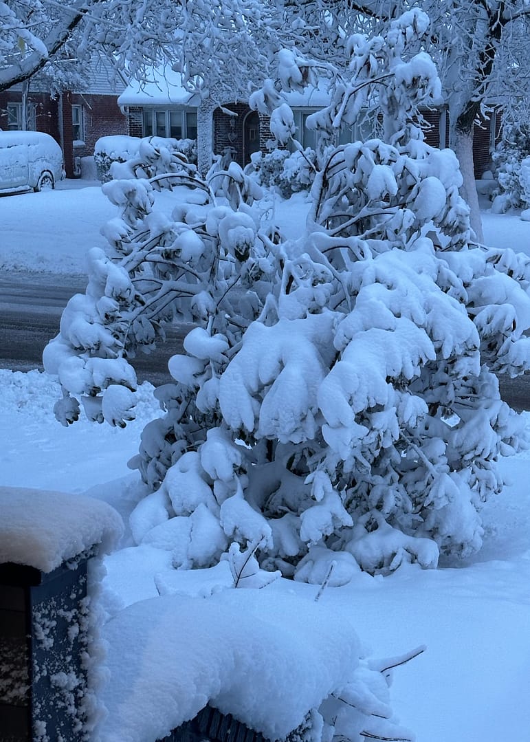 Southern NJ Magnolia, Feb 23, 2026