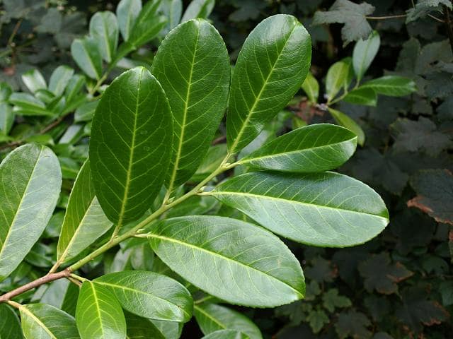 PLANT SPOTLIGHT: Cherry Laurel