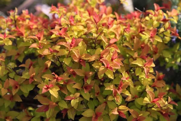 Plants That Display Beautiful Fall Colors