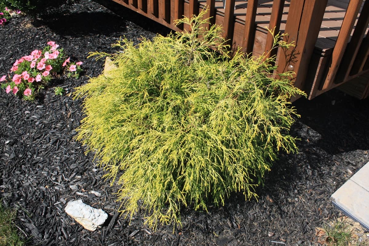 PLANT SPOTLIGHT: Golden Mop Cypress