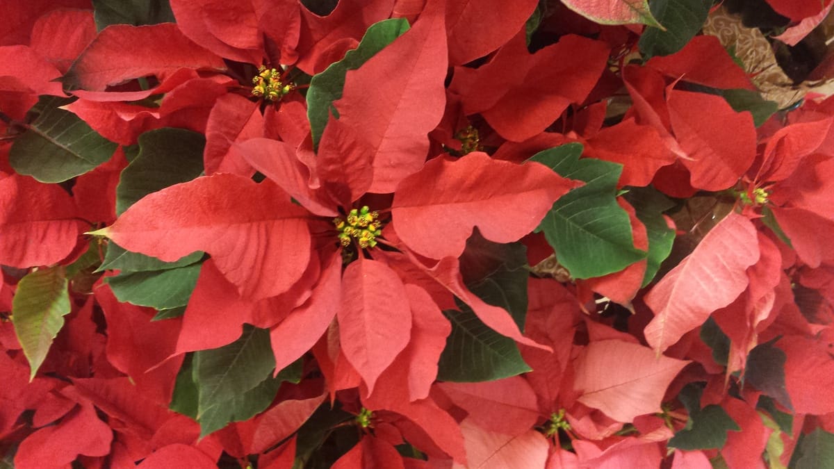 How the Poinsettia Became Known as Christmas Symbol.