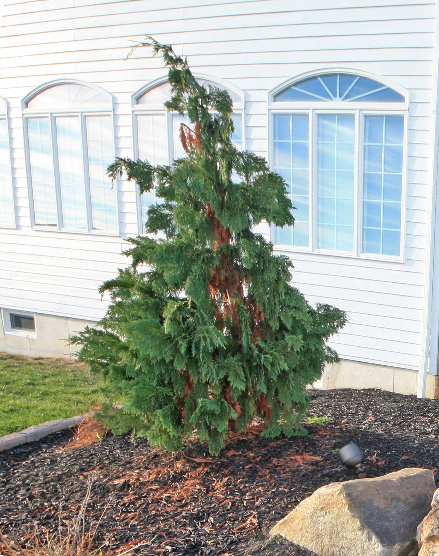 PLANT SPOTLIGHT: Alaskan Weeping Cedar